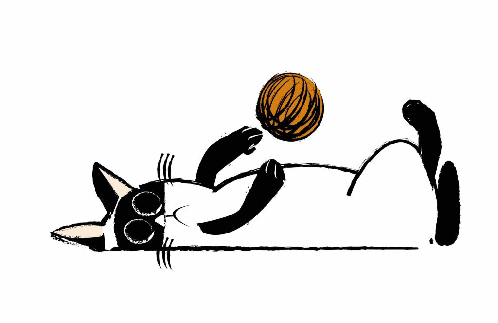 Gatito jugando con la pelota. @Adopta Guadalajara